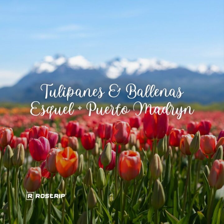 Portada TULIPANES